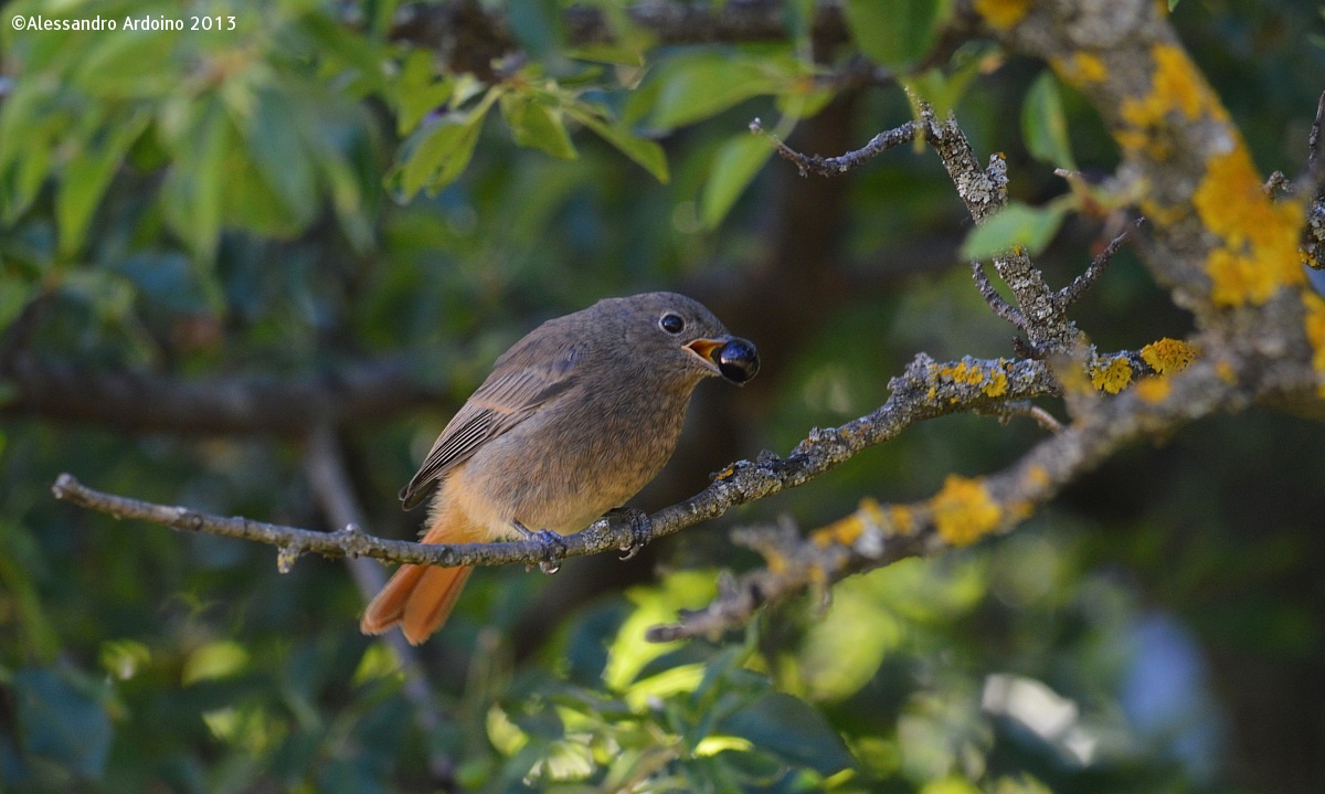 Redstart Sweeps Hungry .............