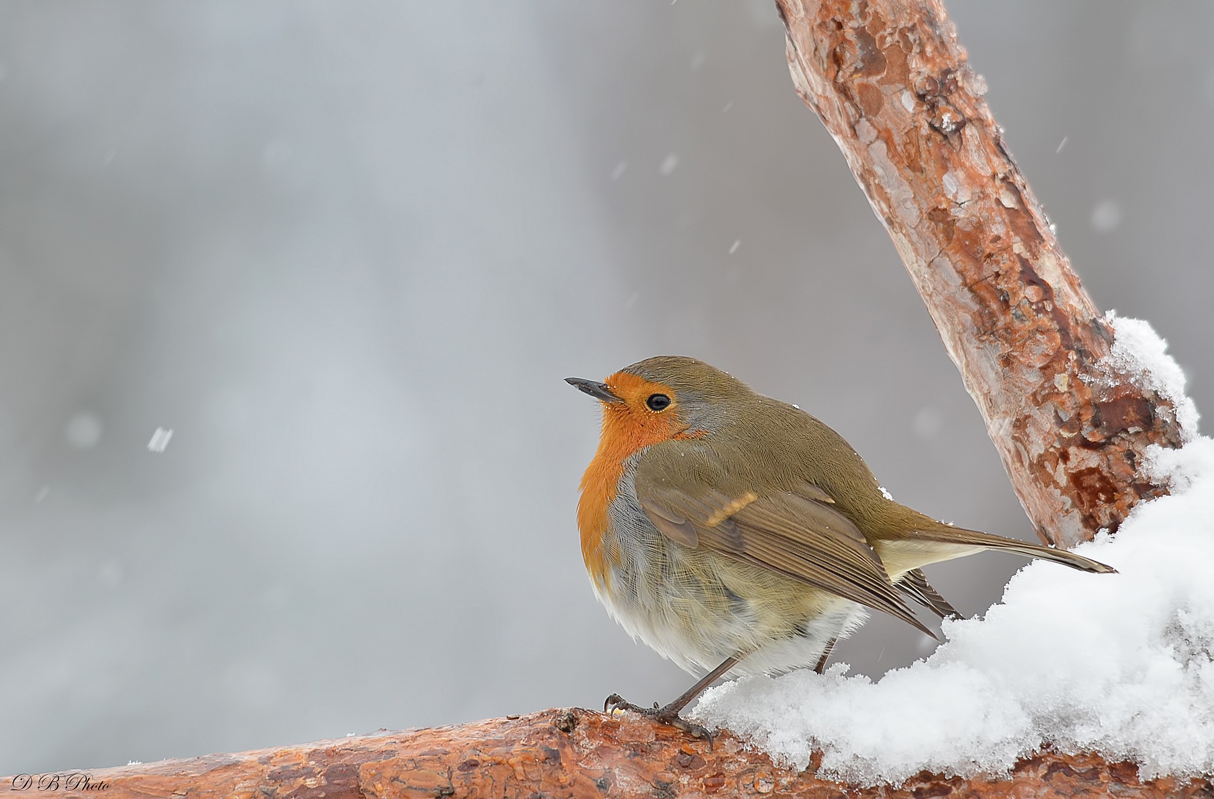 Robin and snow....