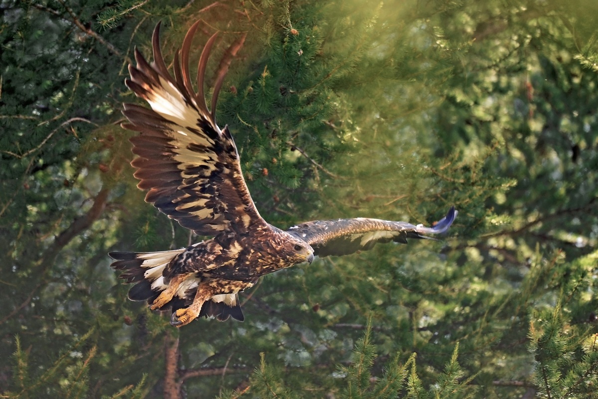 Golden Eagle ... among the larches...