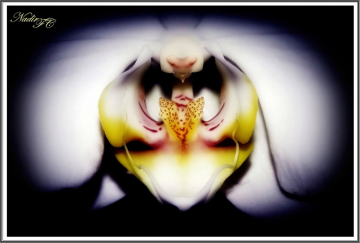 Orchid...