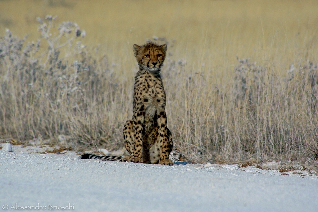 Cheetah cub...