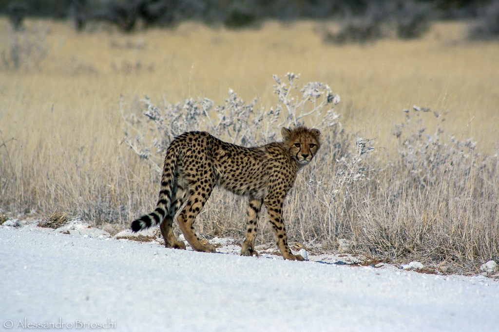 Cheetah Cub...
