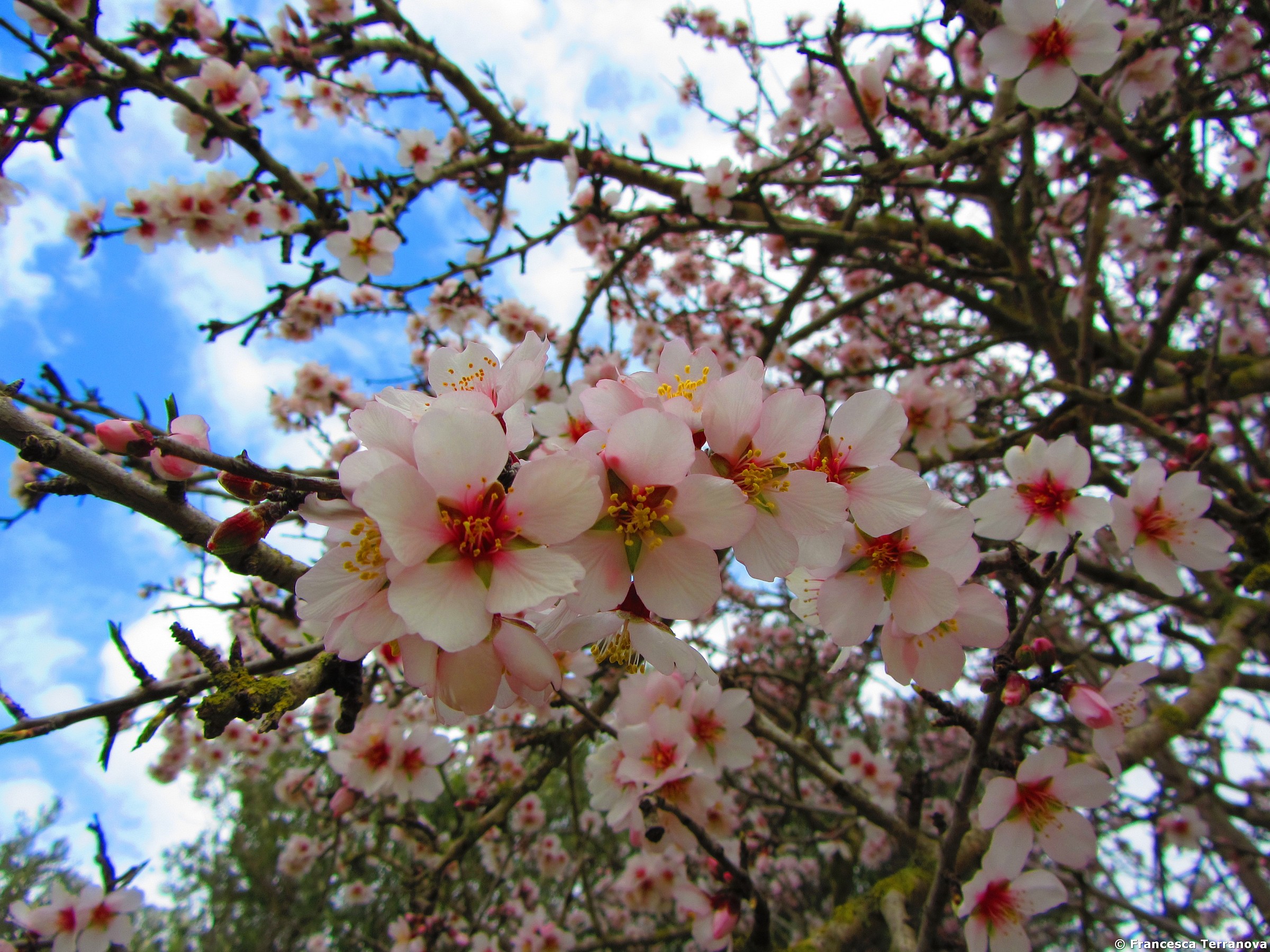 Almond blossoms...
