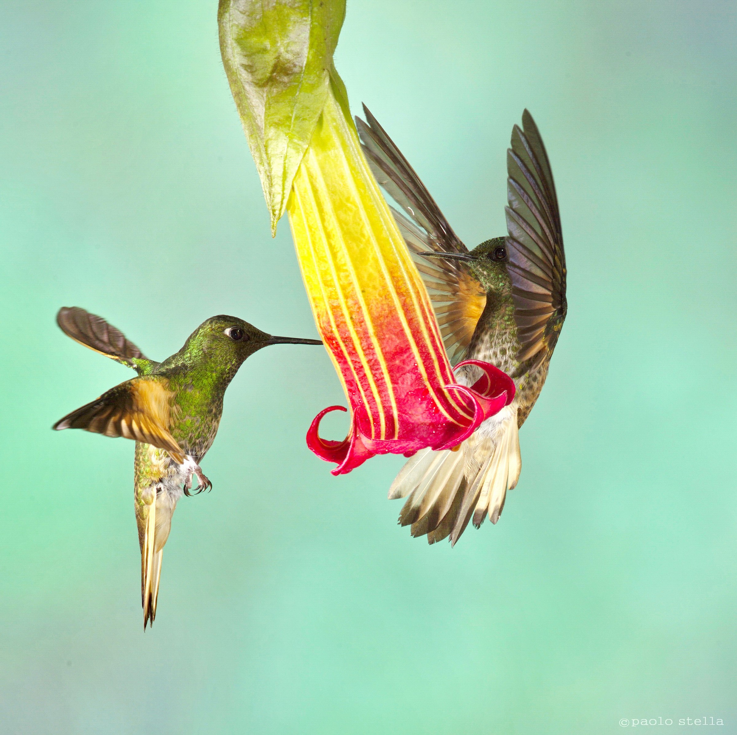 same flower - Rufous-tailed Hummingbird...
