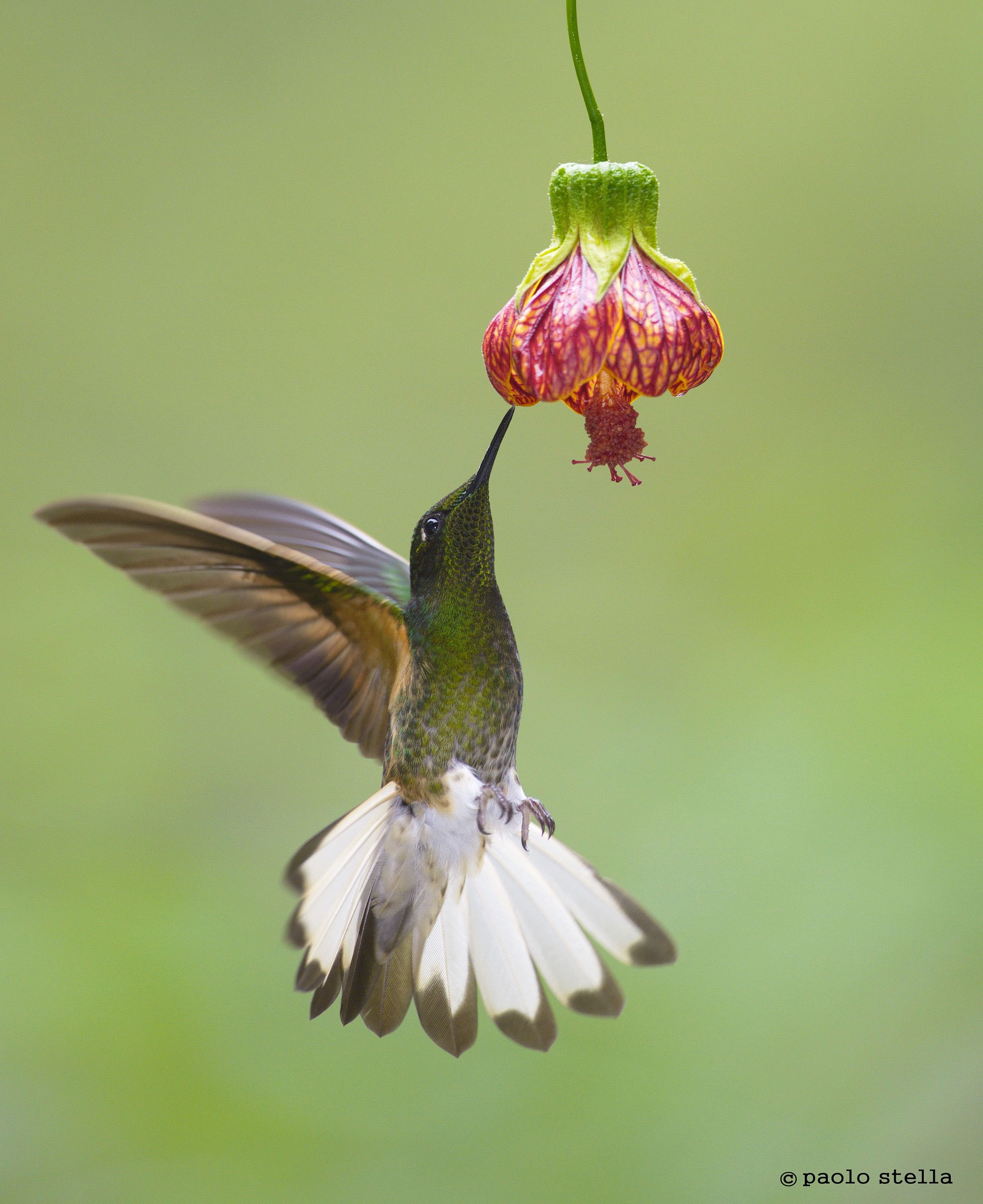 Rufous-tailed Hummingbird at flower...