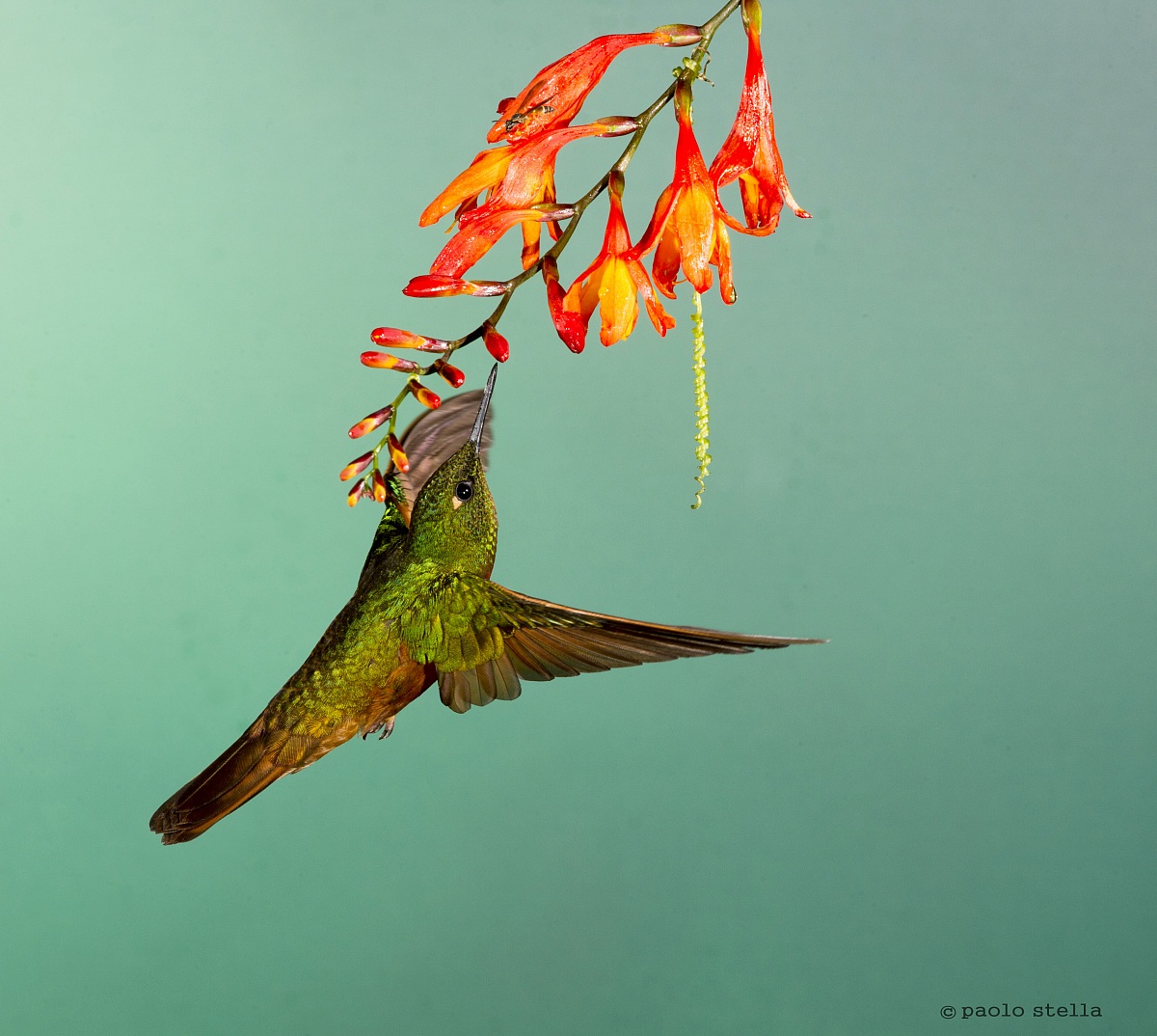 smelling - Rufous-tailed Hummingbird...