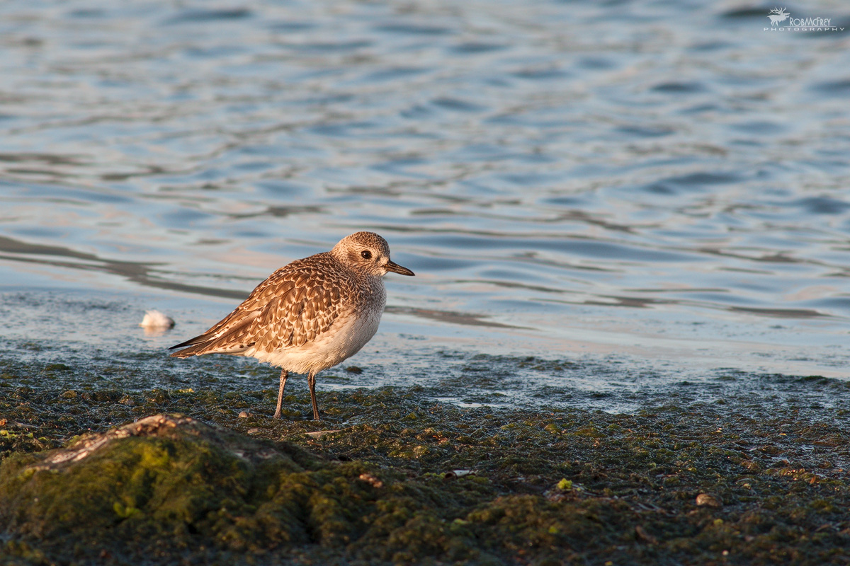 Black-bellied Plover at dawn...