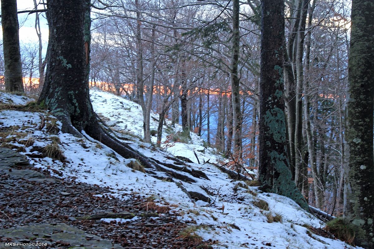 Tramonto nel bosco...