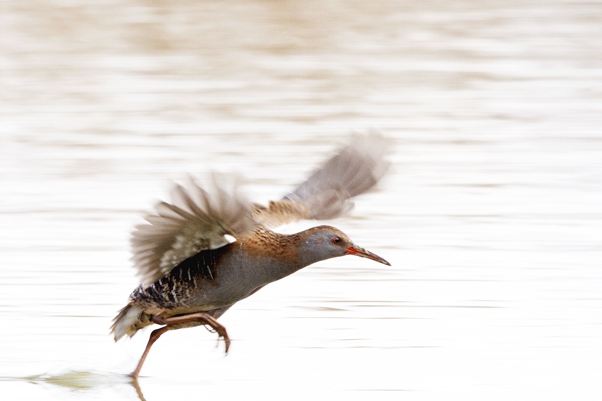 the flight of the water rail...
