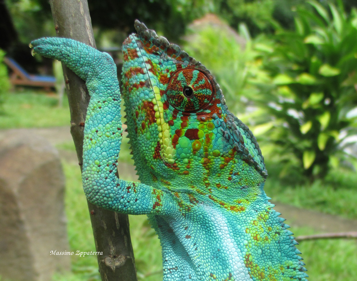 Chameleon Furcifer Pardalis-...