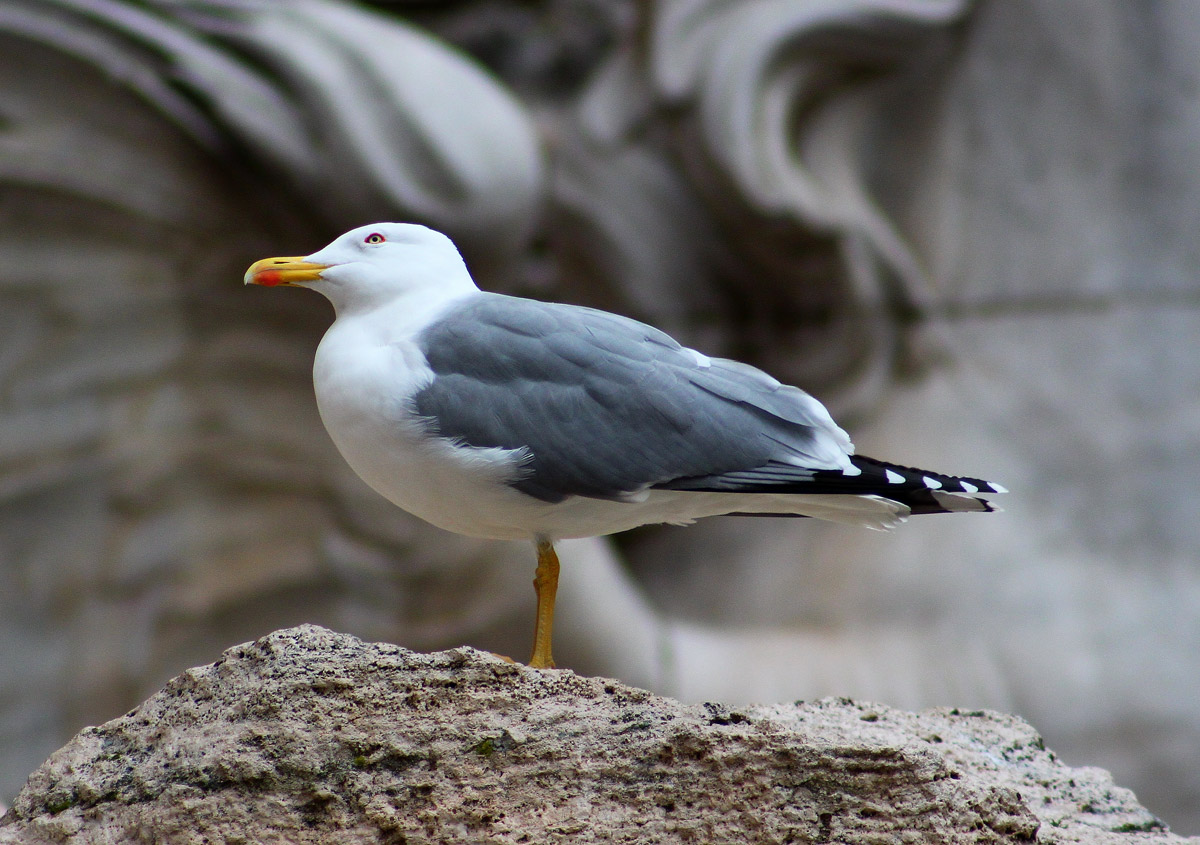 The Seagull Trevi...