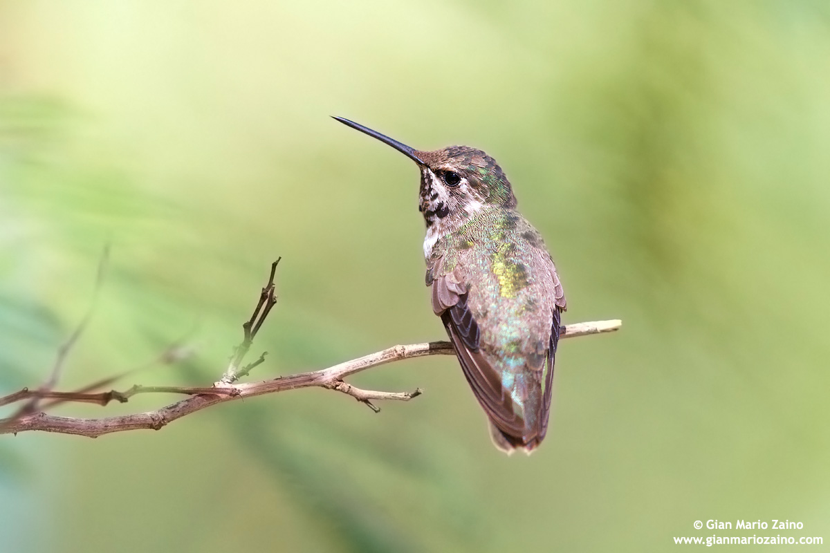 Calypte anna / Anna's Hummingbird...