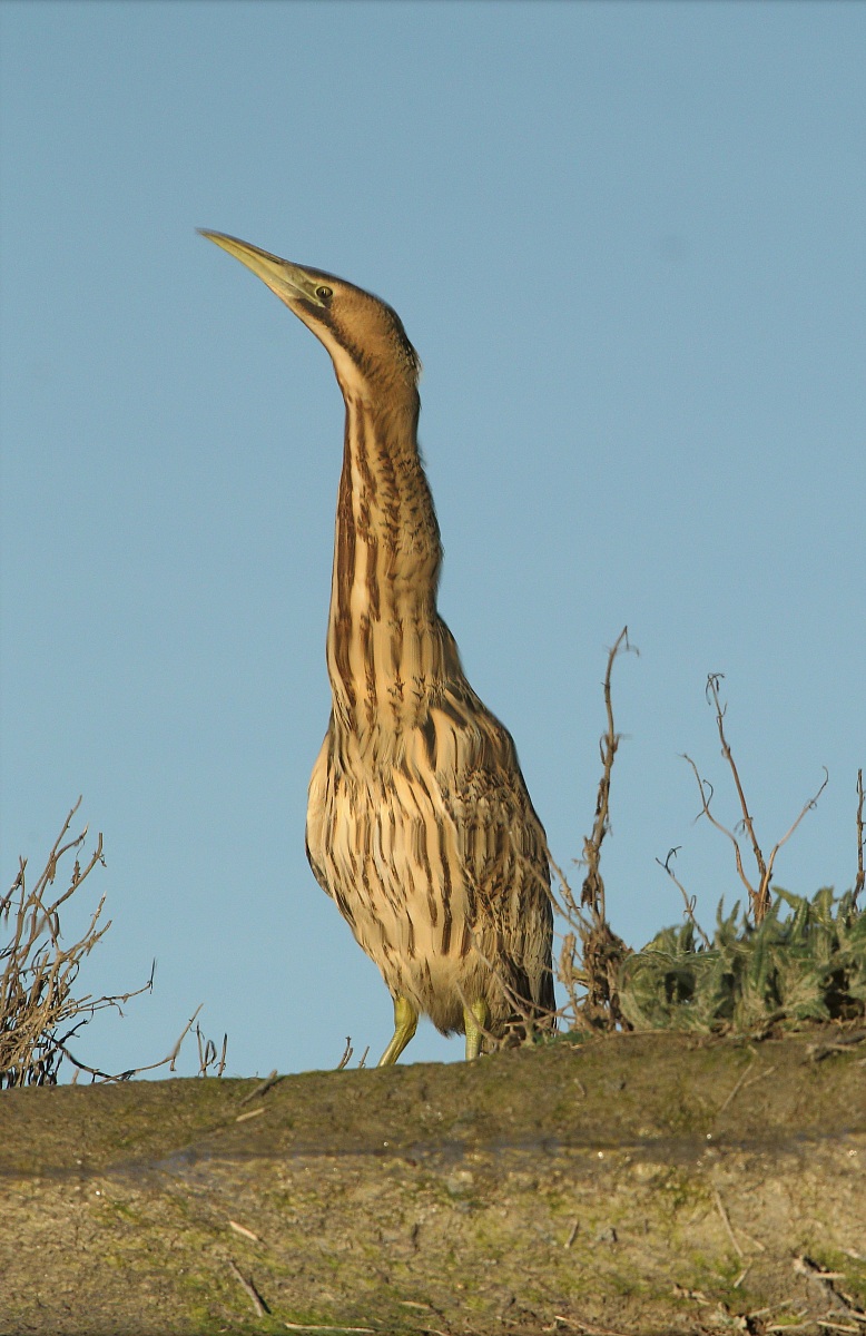 The reflection of the Bittern...