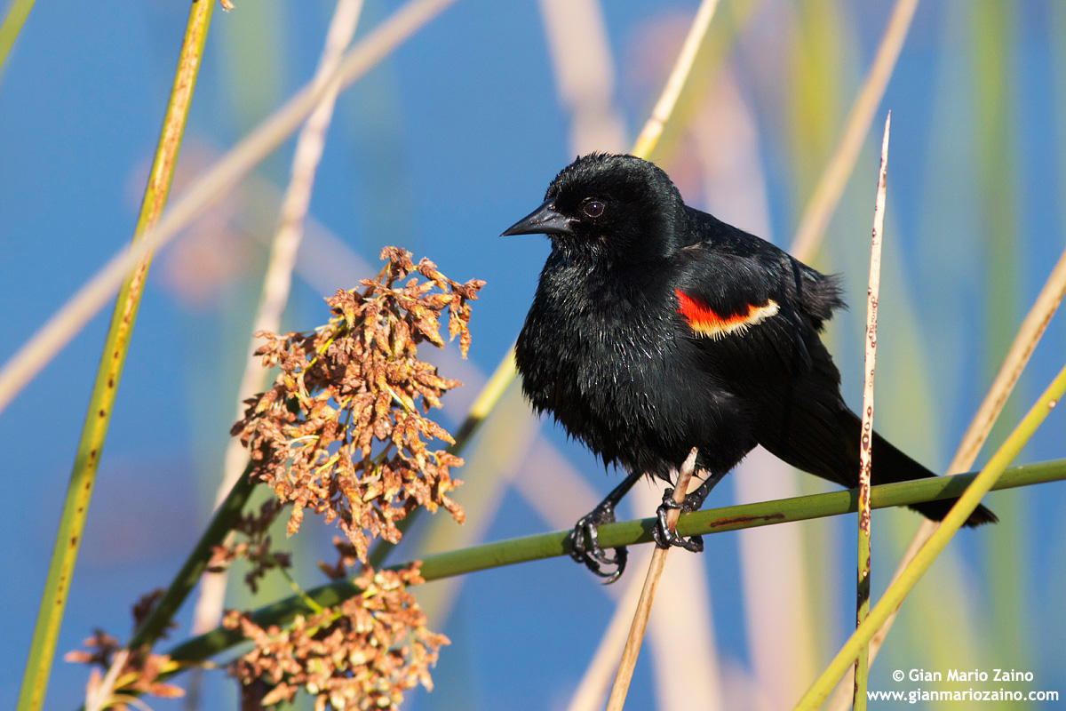 Agelaius phoeniceus / Red-winged Blackbird...