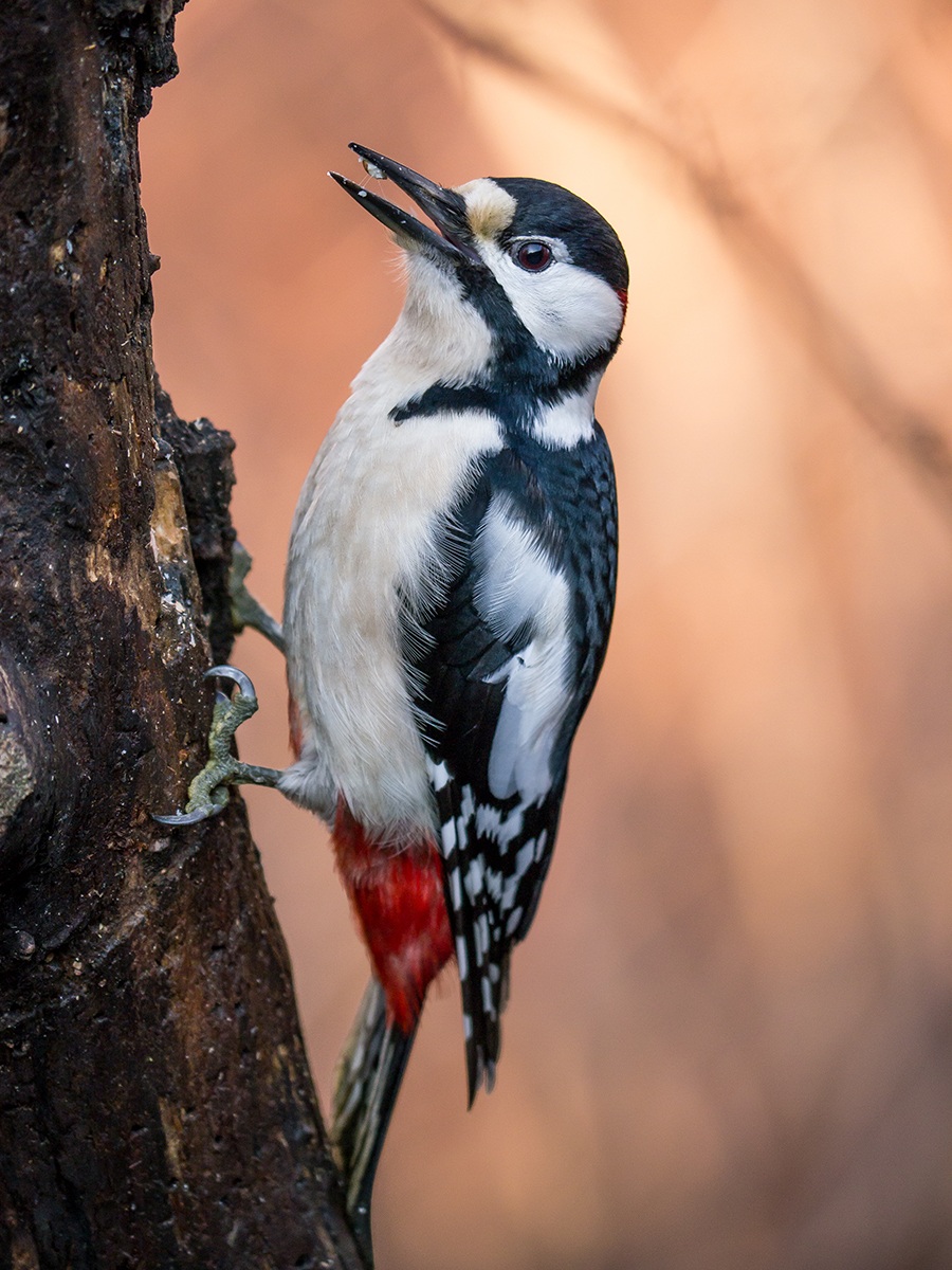 Great Spotted Woodpecker (male)...