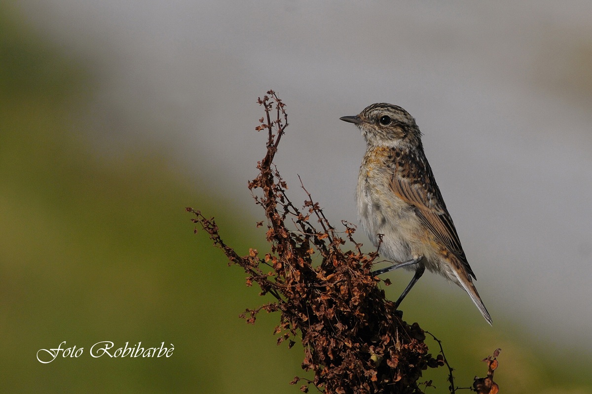 Whinchat young .......