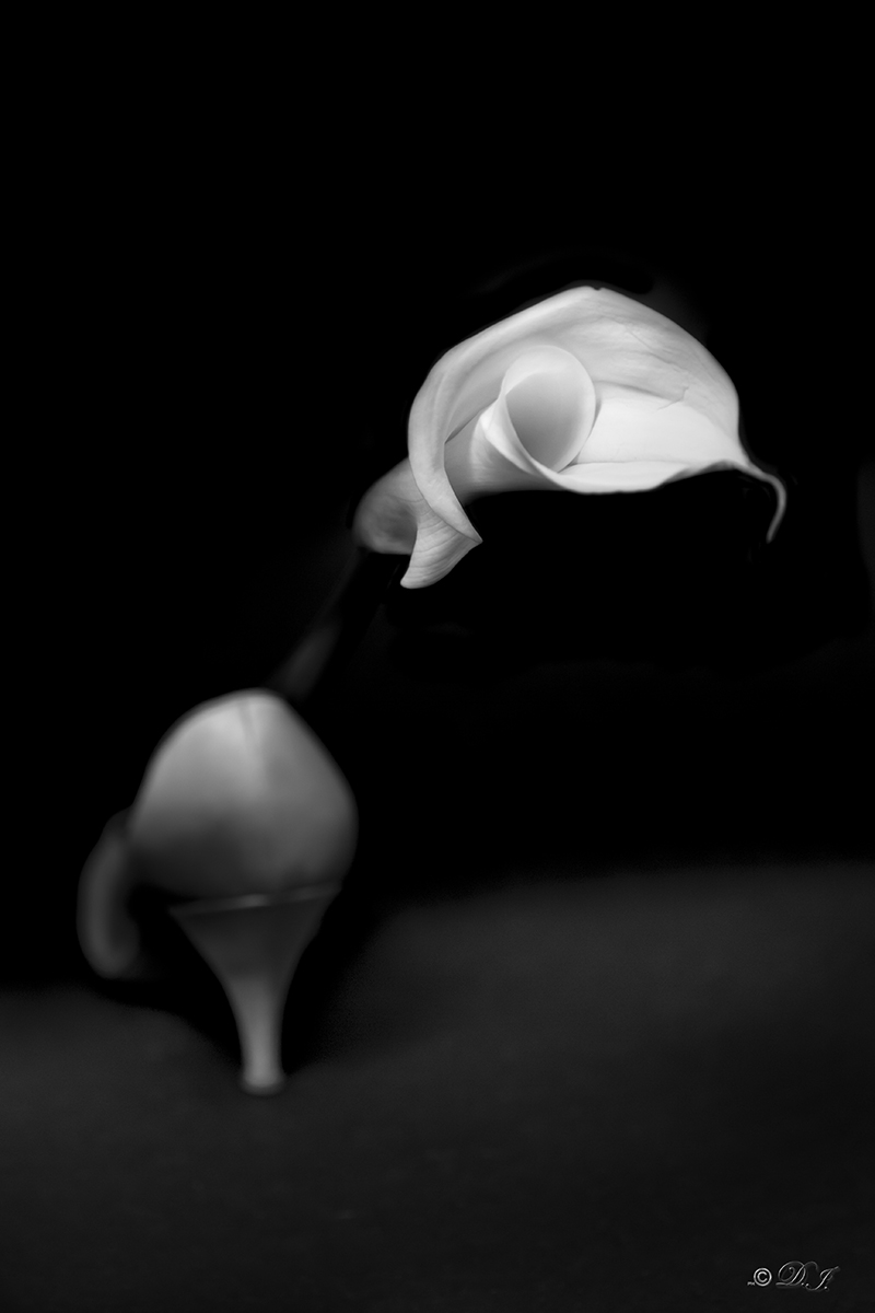 Calla...