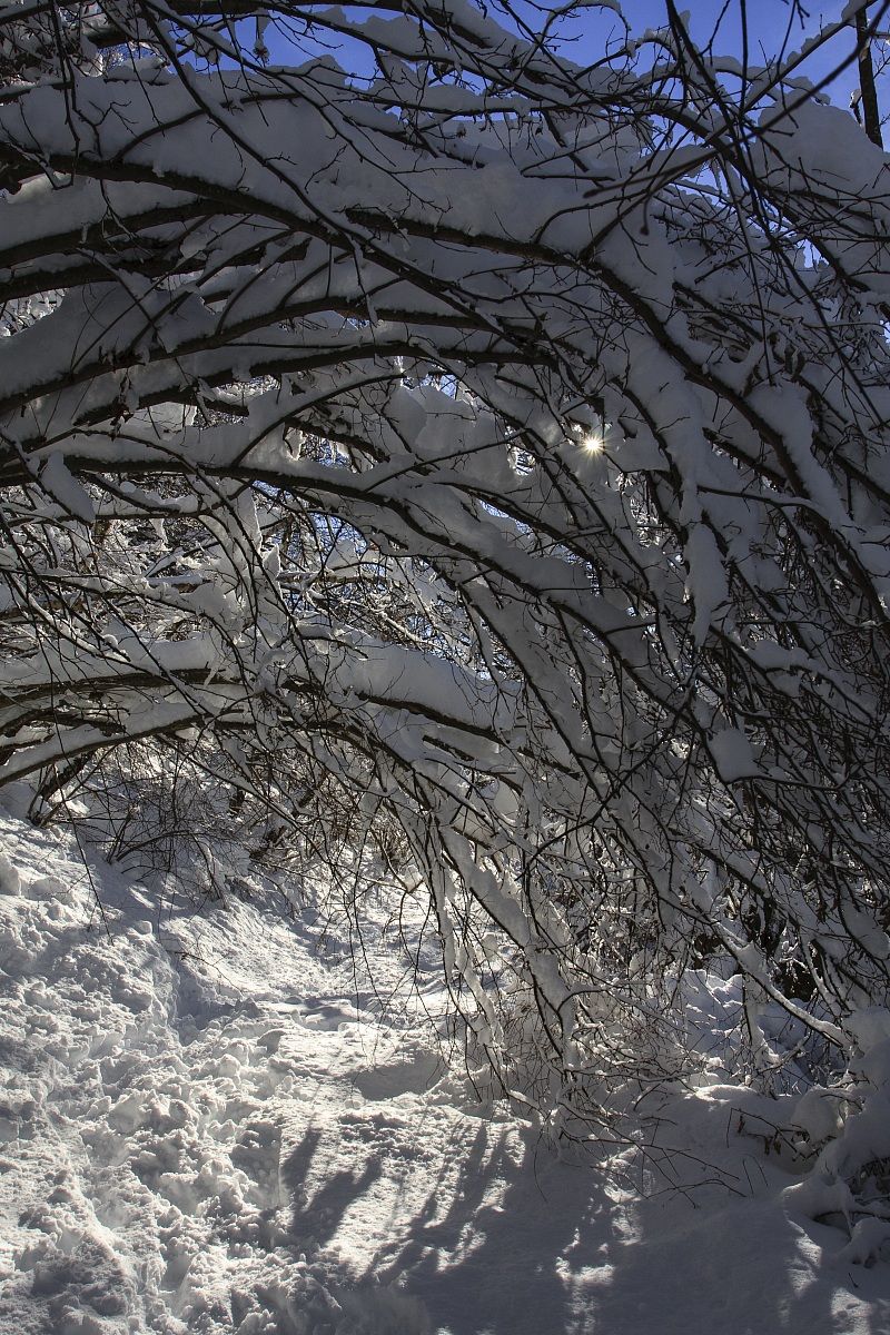 Sun among branches covered with snow...