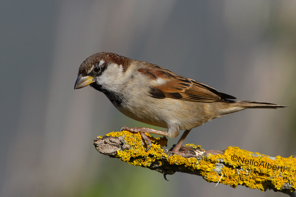 a simple sparrow!...