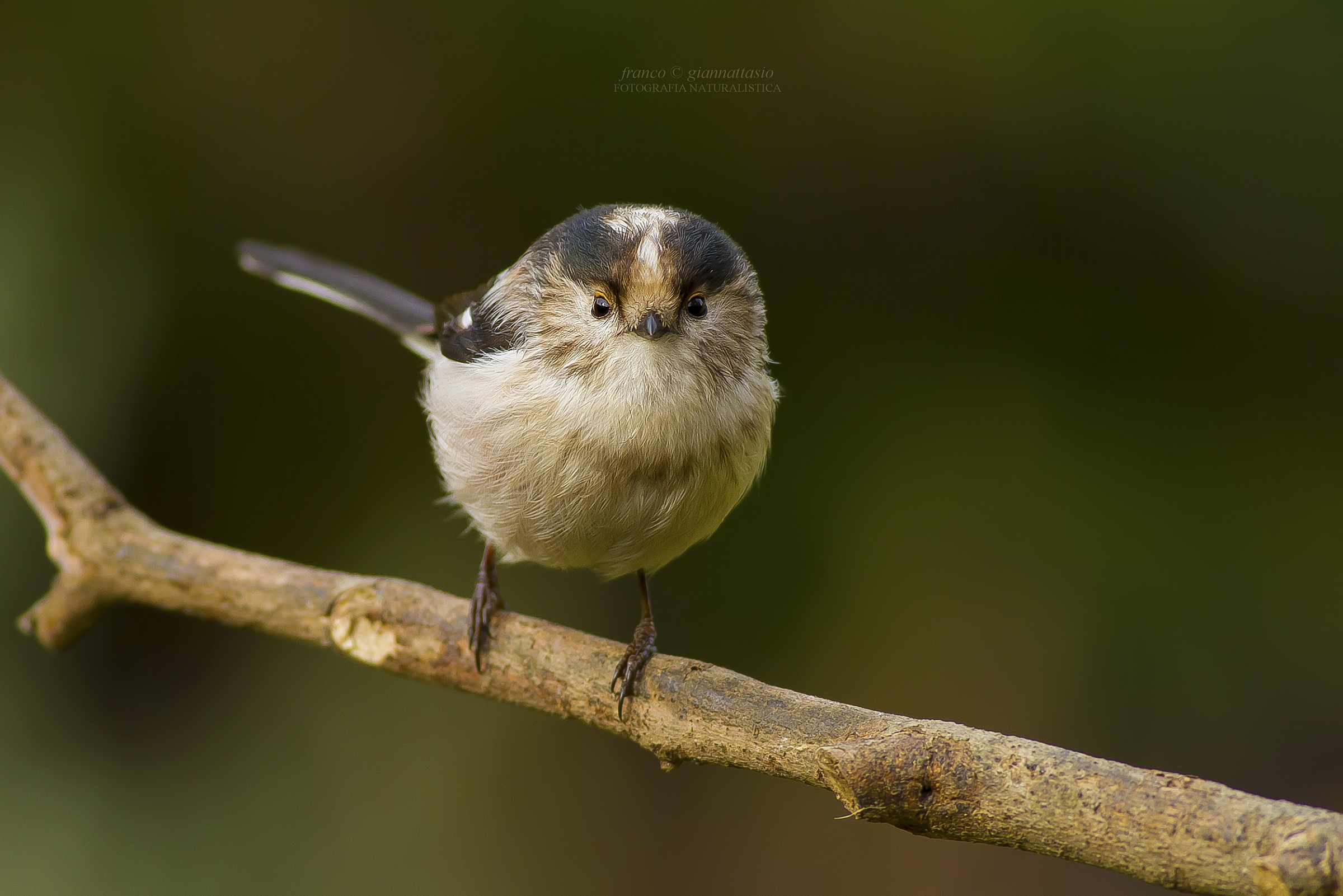 Long-tailed Tit....