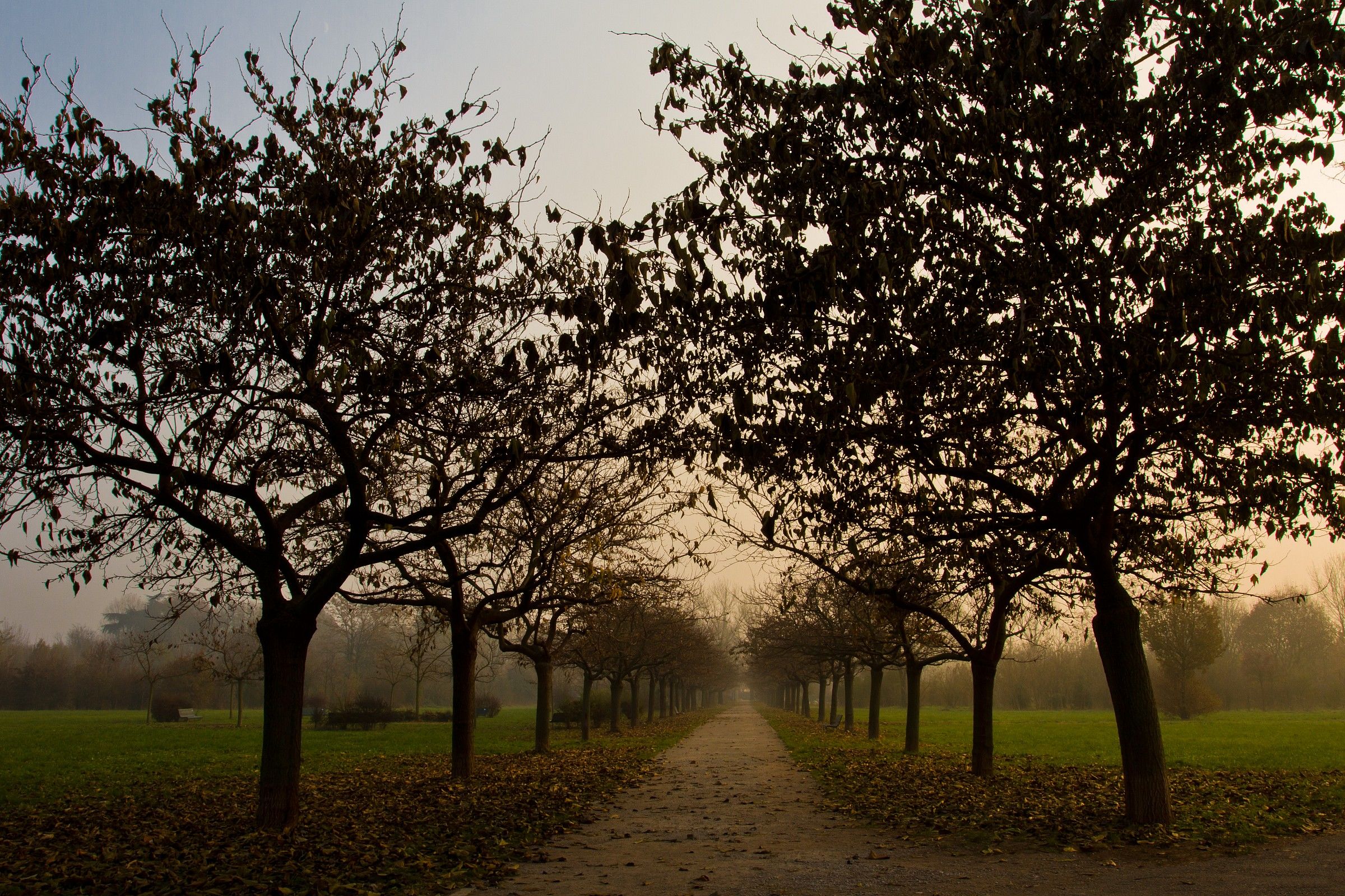 Avenue of mulberry trees...