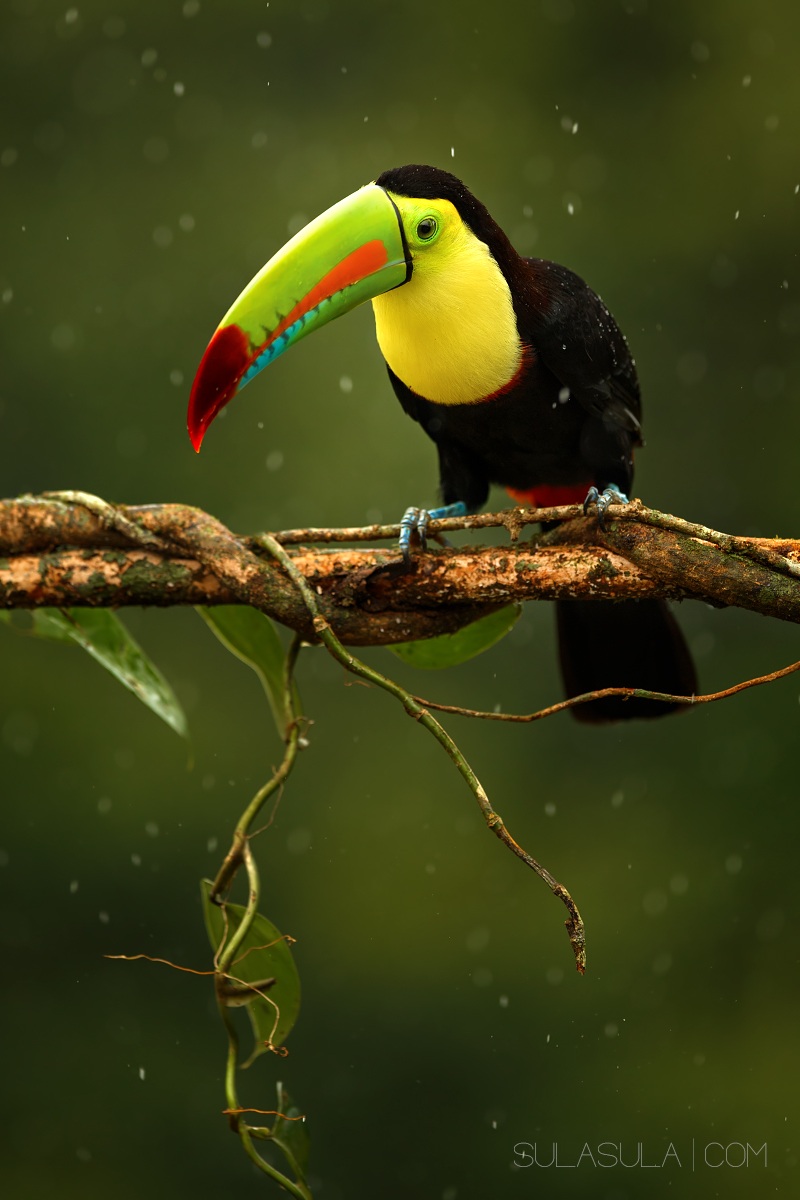Keel-billed Toucan | Costa Rica...