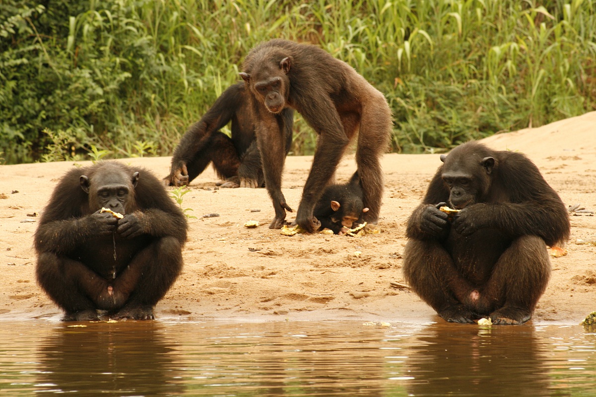 Chimpanzee Pongo Songo 2...