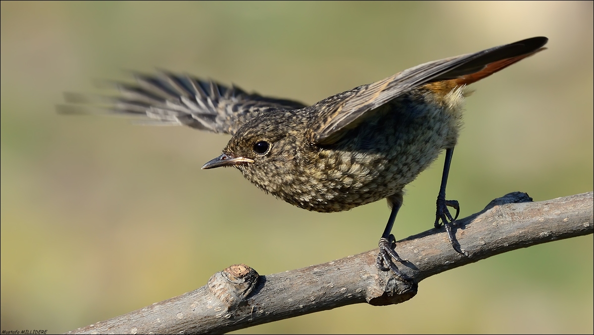 Redstart ......