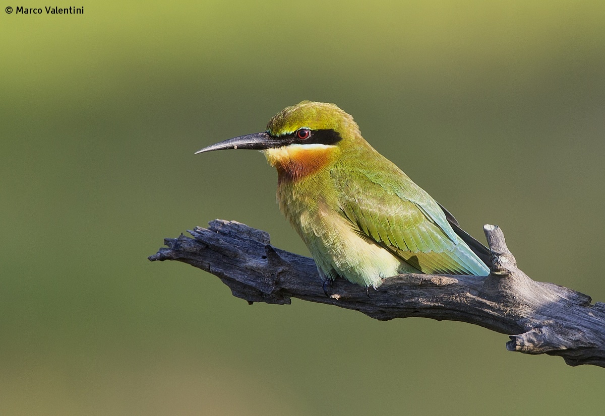 Bee-Eater at sunset...