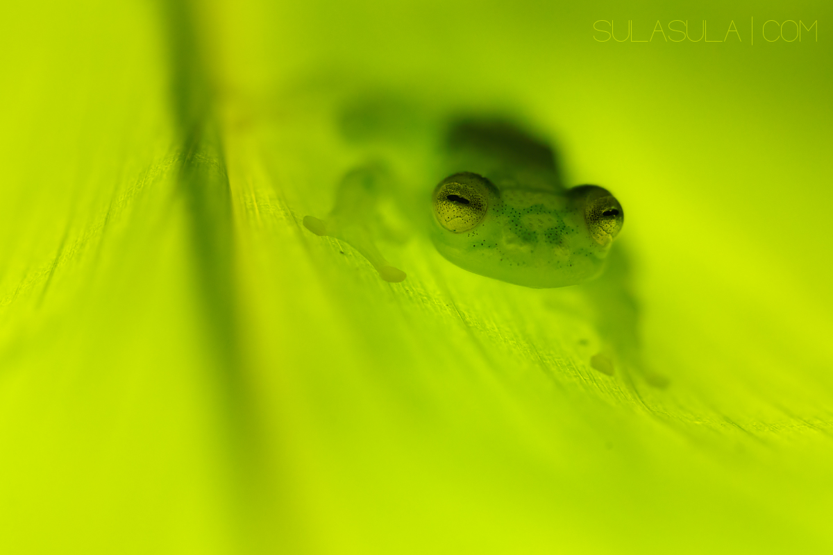 Glass Frog | Costa Rica...