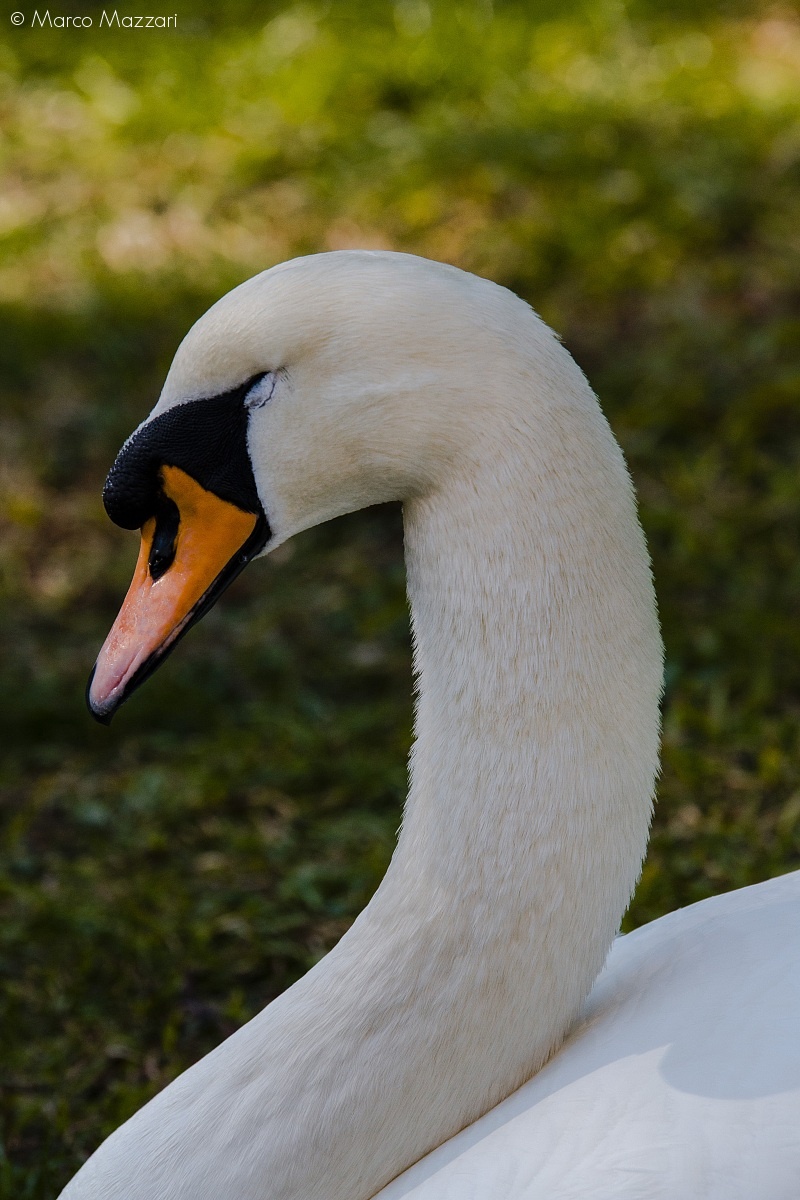 Swan (Villa Cambiaso - Arenzano GE)...
