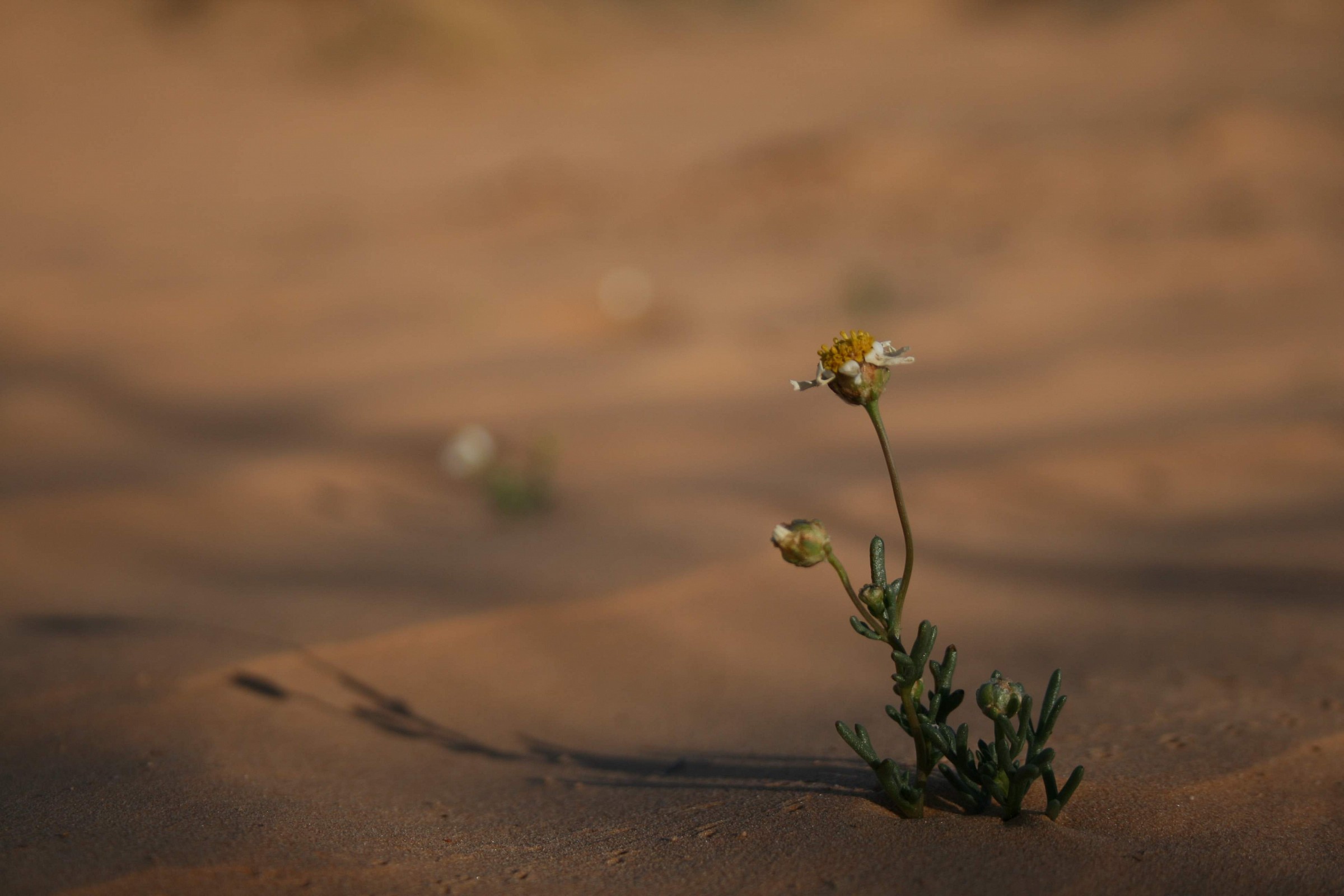 a flower in the desert...