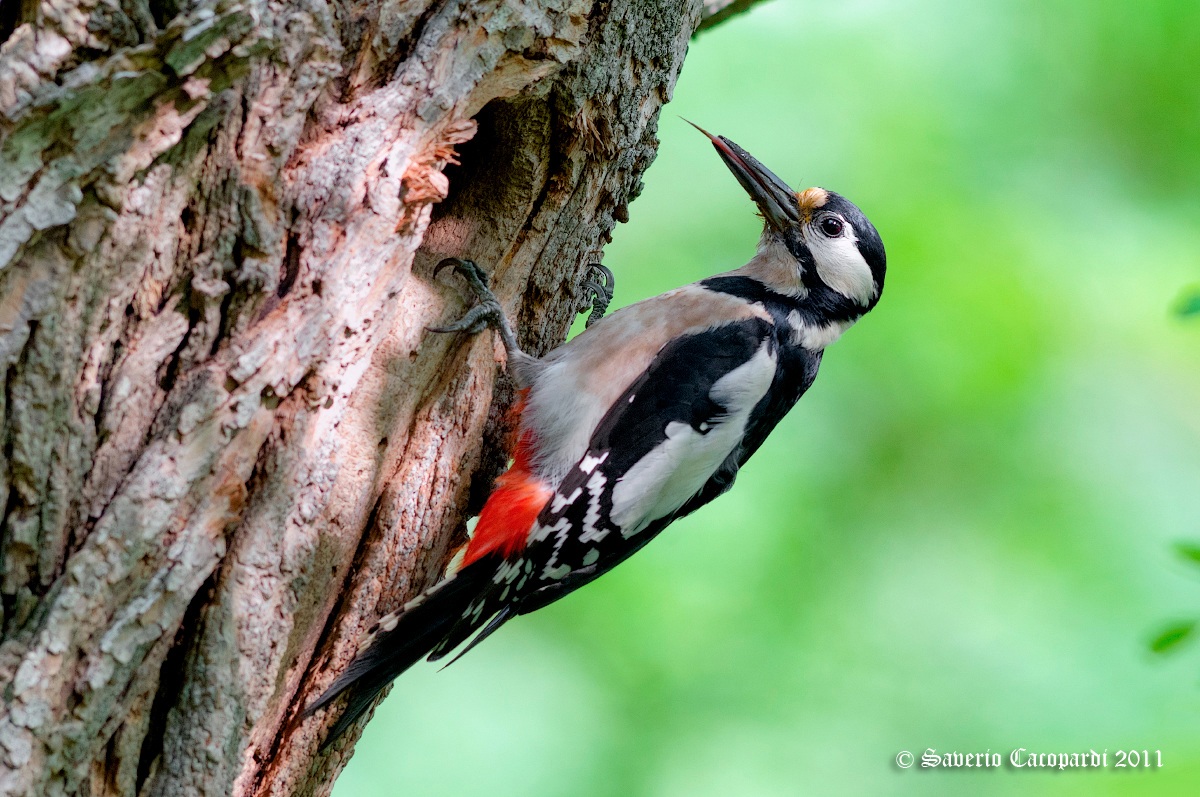 Woodpecker tongued...