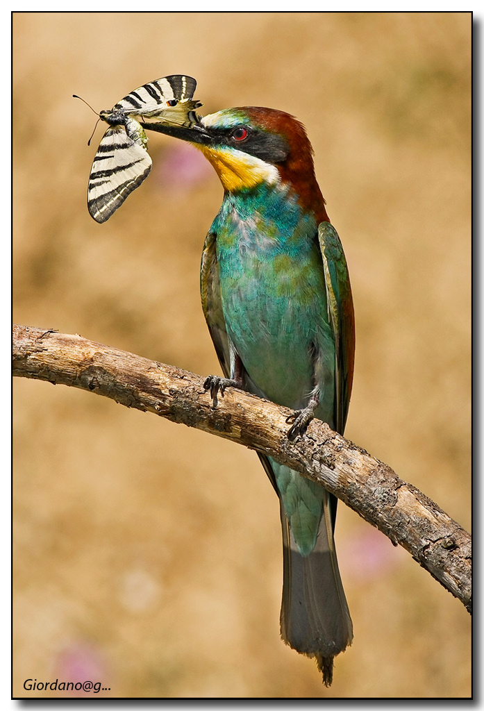 "Bee-eater"...