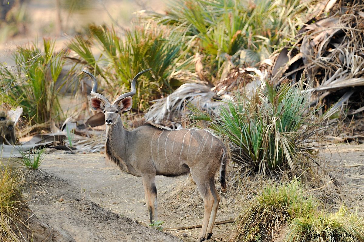 Greater Kudu (Tragelaphus strepsiceros)...