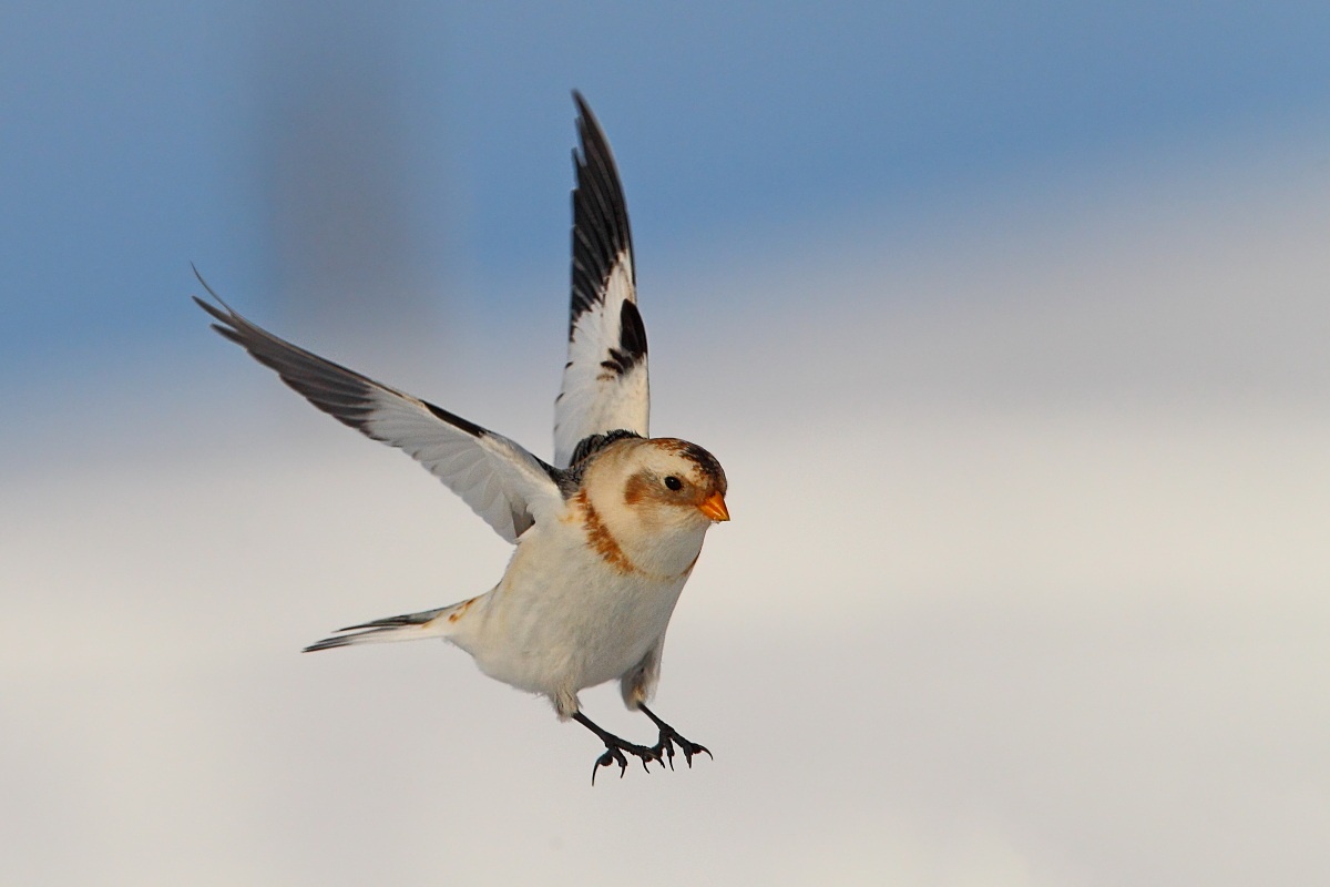 Snow Bunting...