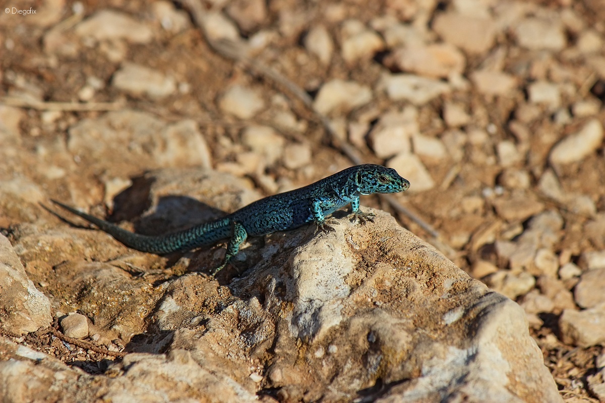 Lizard Formentera...