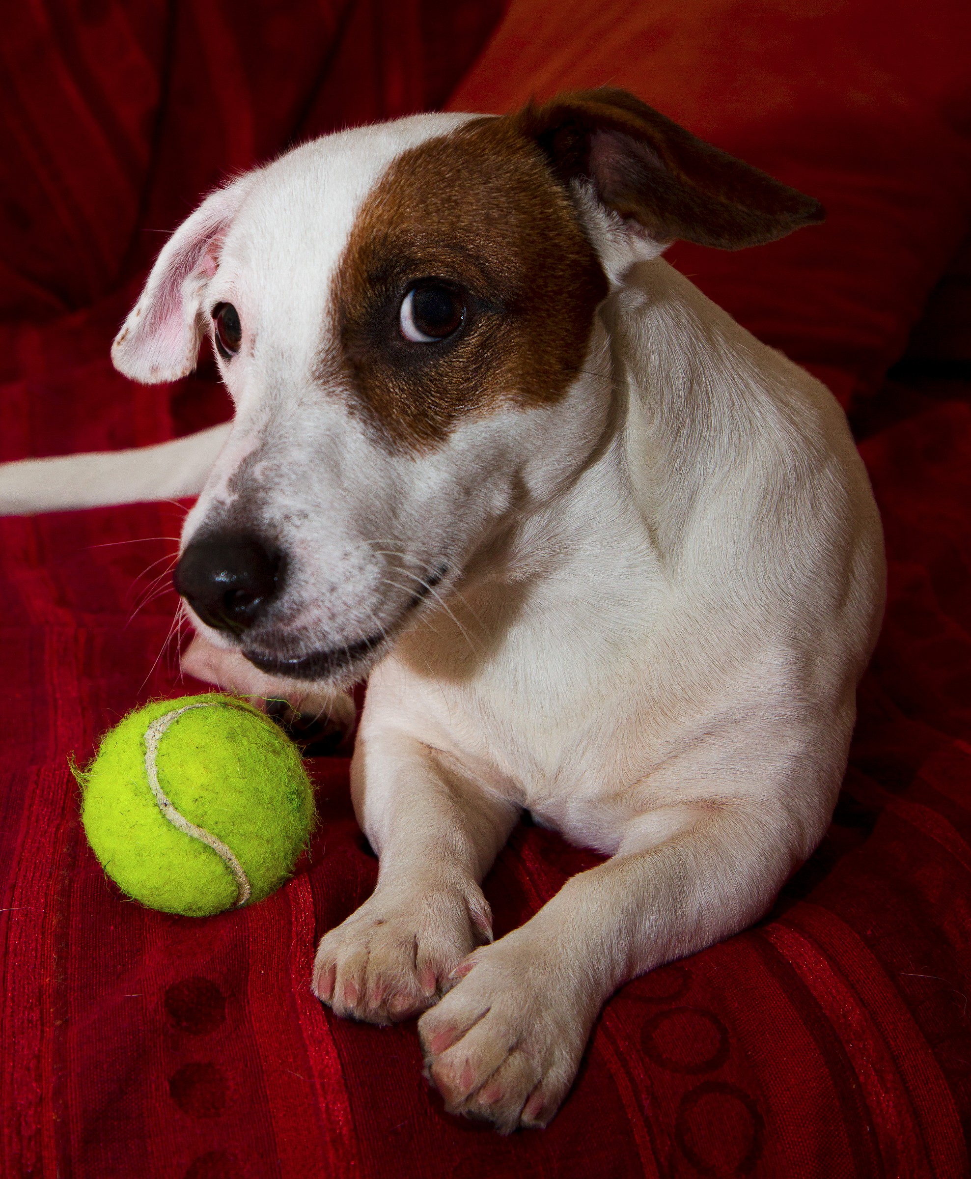 Pongo and his ball...