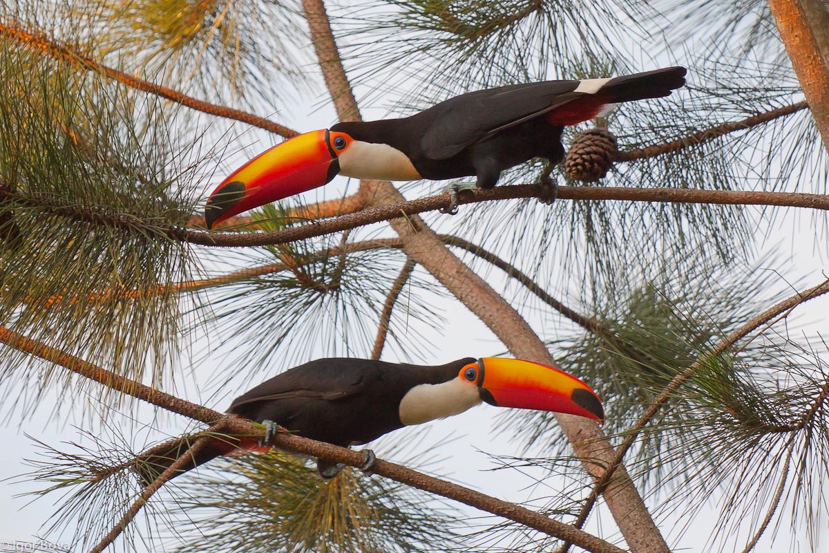 Toucans of the pines ...!?...