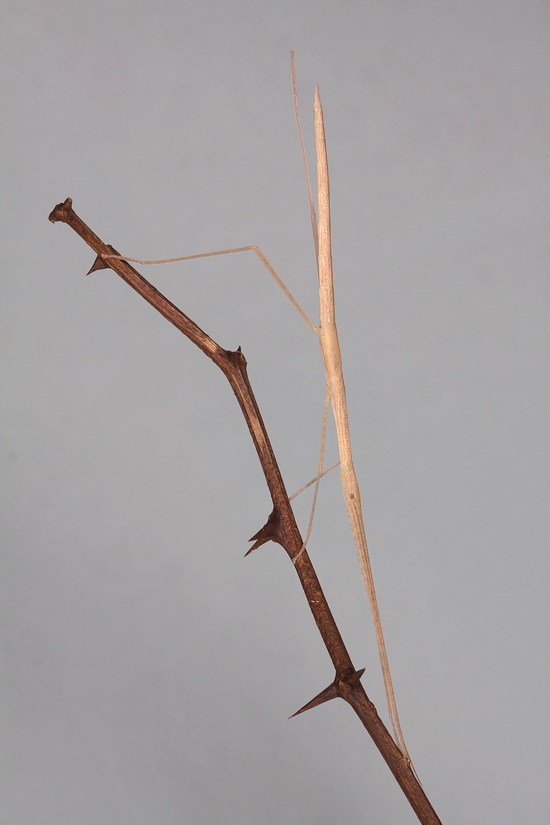 Y - Stick Insect...