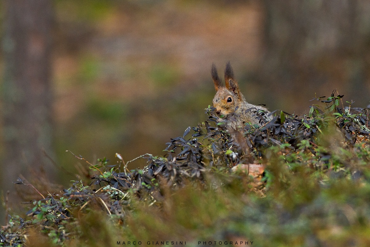 Squirrel Finland...