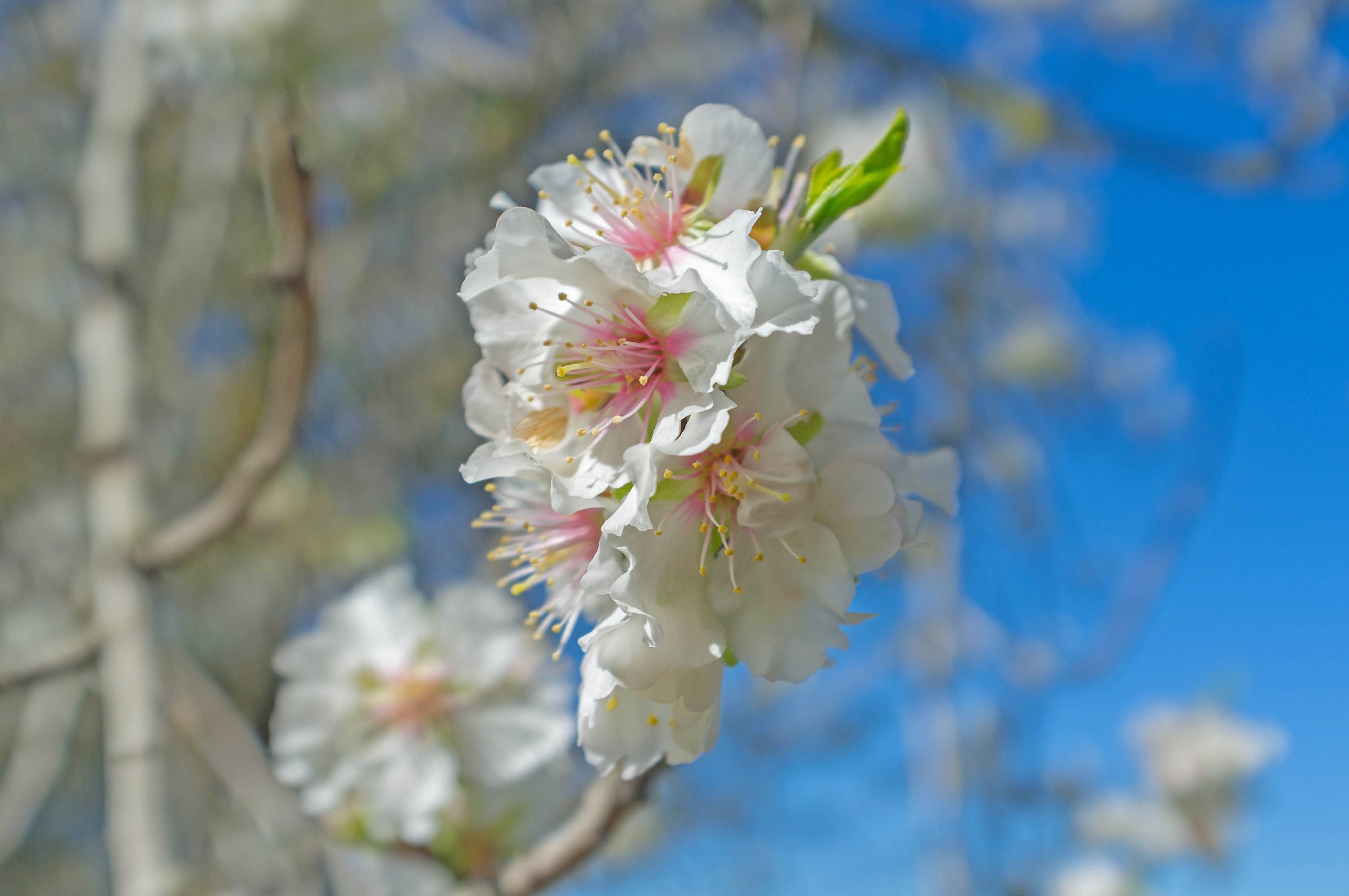 Almond Blossom...