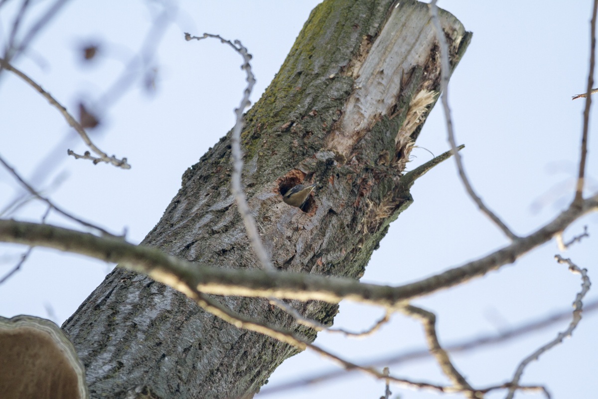 Green Woodpecker...