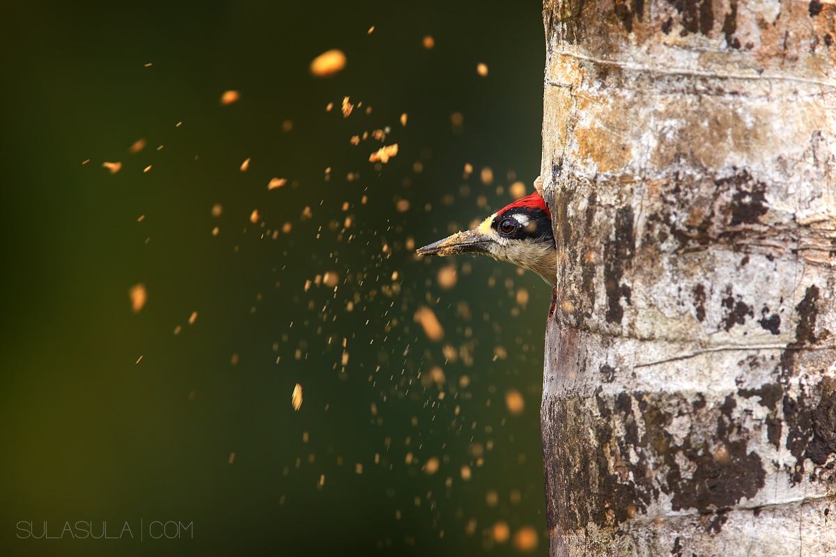 Black-cheeked Woodpecker | Costa Rica...