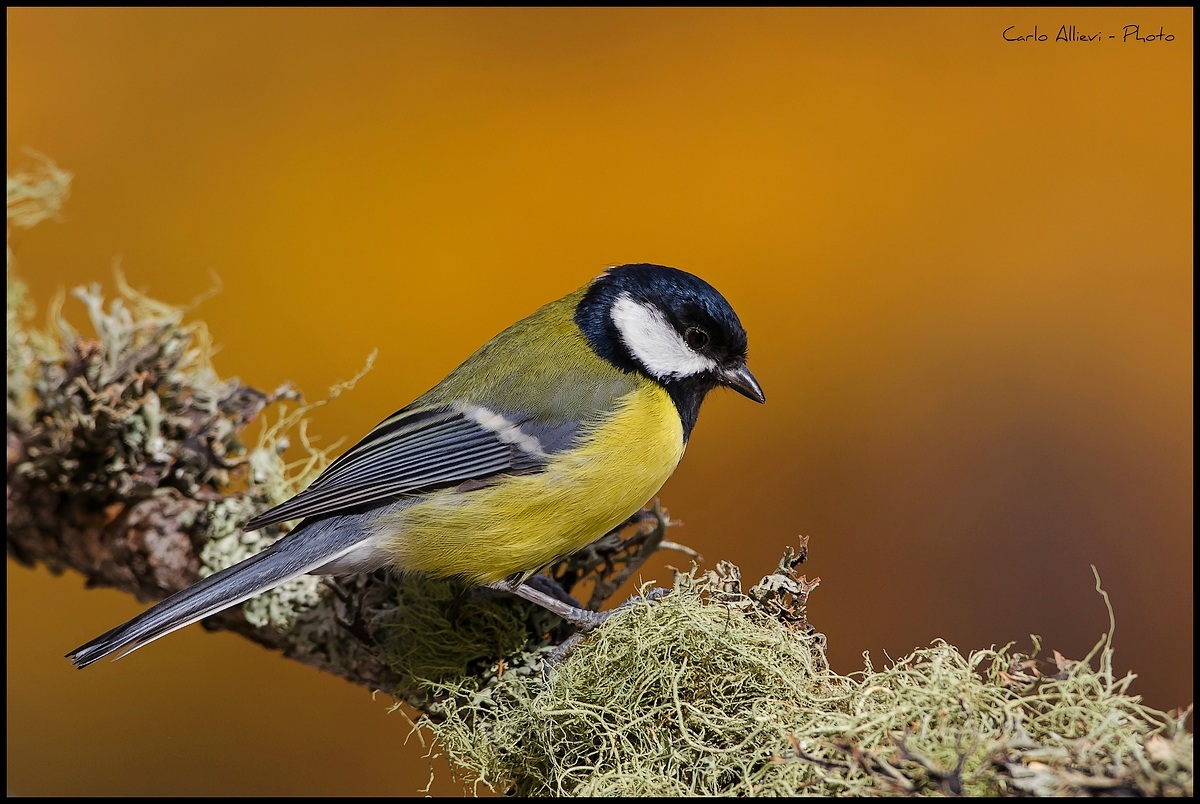 Great Tit...