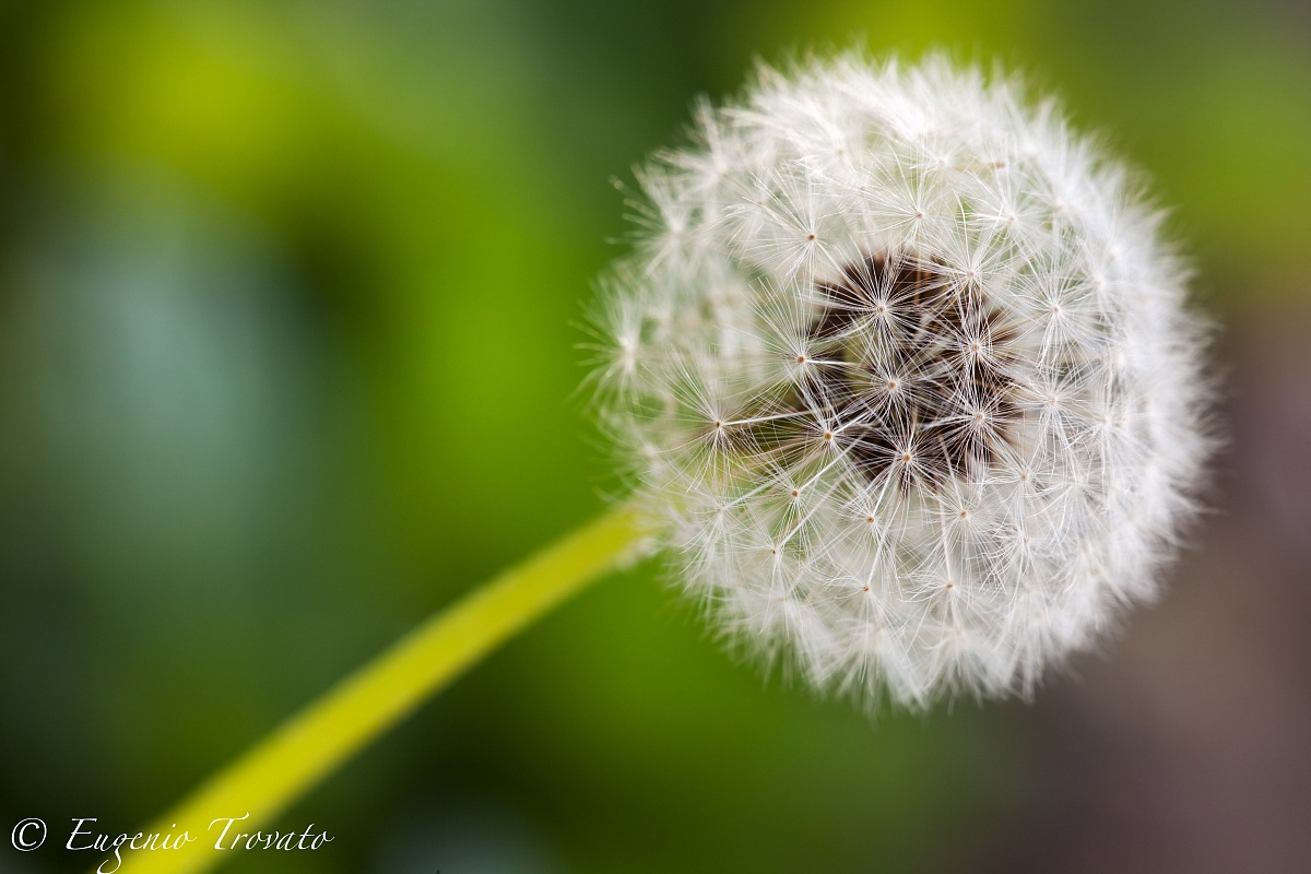 flora...