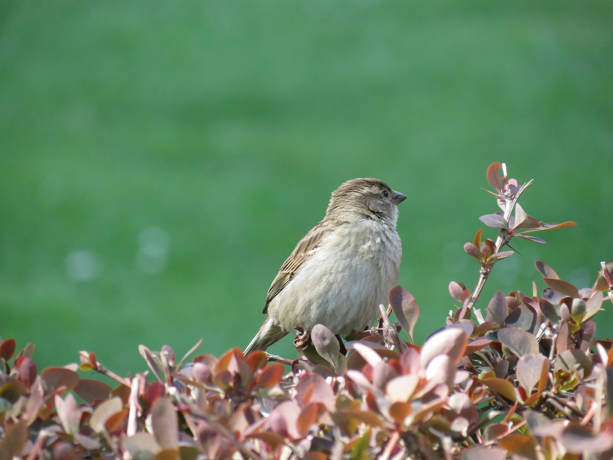 Istanbul, sparrow...