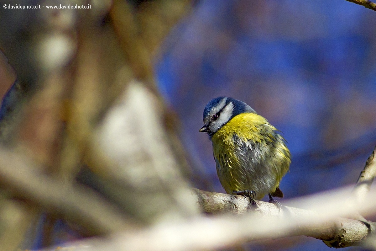 Tit after bath...