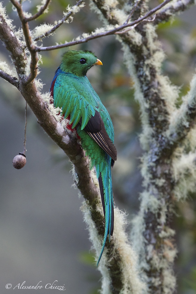 The young quetzal...