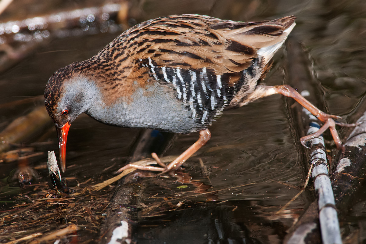 Water Rail in search of food...